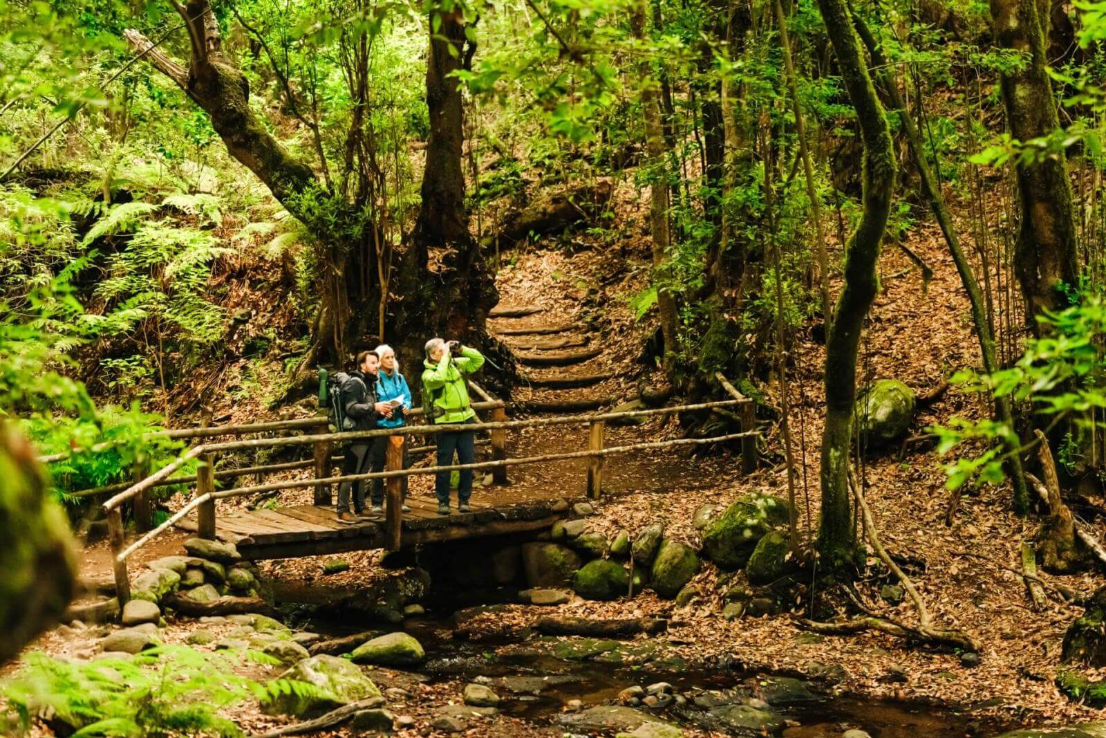 Drei Personen überqueren eine kleine Holzbrücke auf einem Weg durch dichten Lorbeerwald.