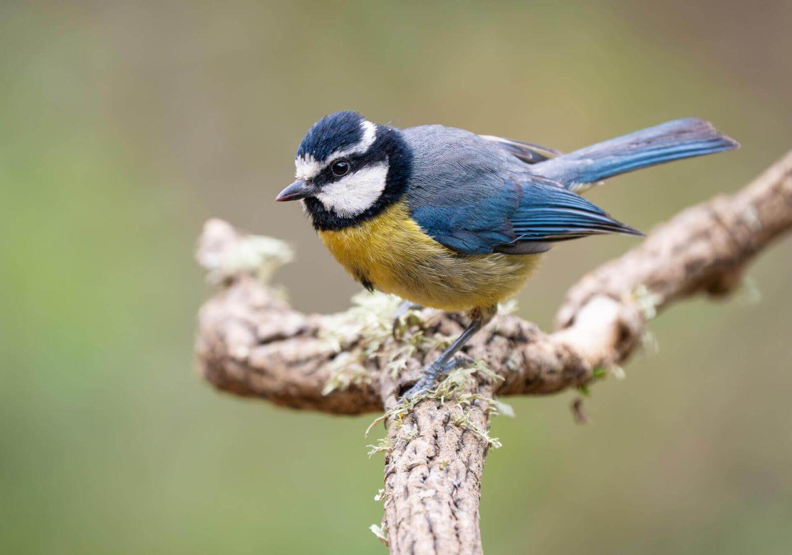 Vogel mit intensiv blauem Gefieder, gelber Brust und auffälligen weißen Streifen am Kopf sitzt auf einem Ast.