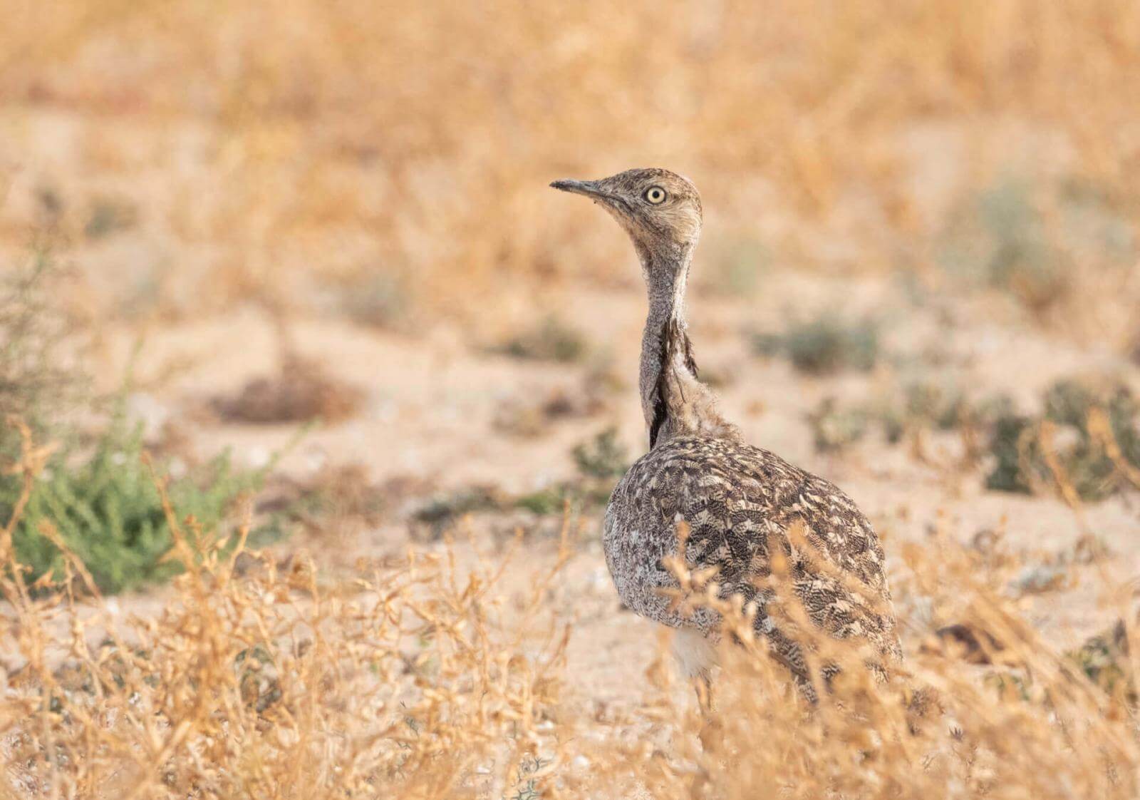 Brauner Vogel mit langem Hals und geflecktem Gefieder steht mit gestrecktem Hals in karger Vegetation.