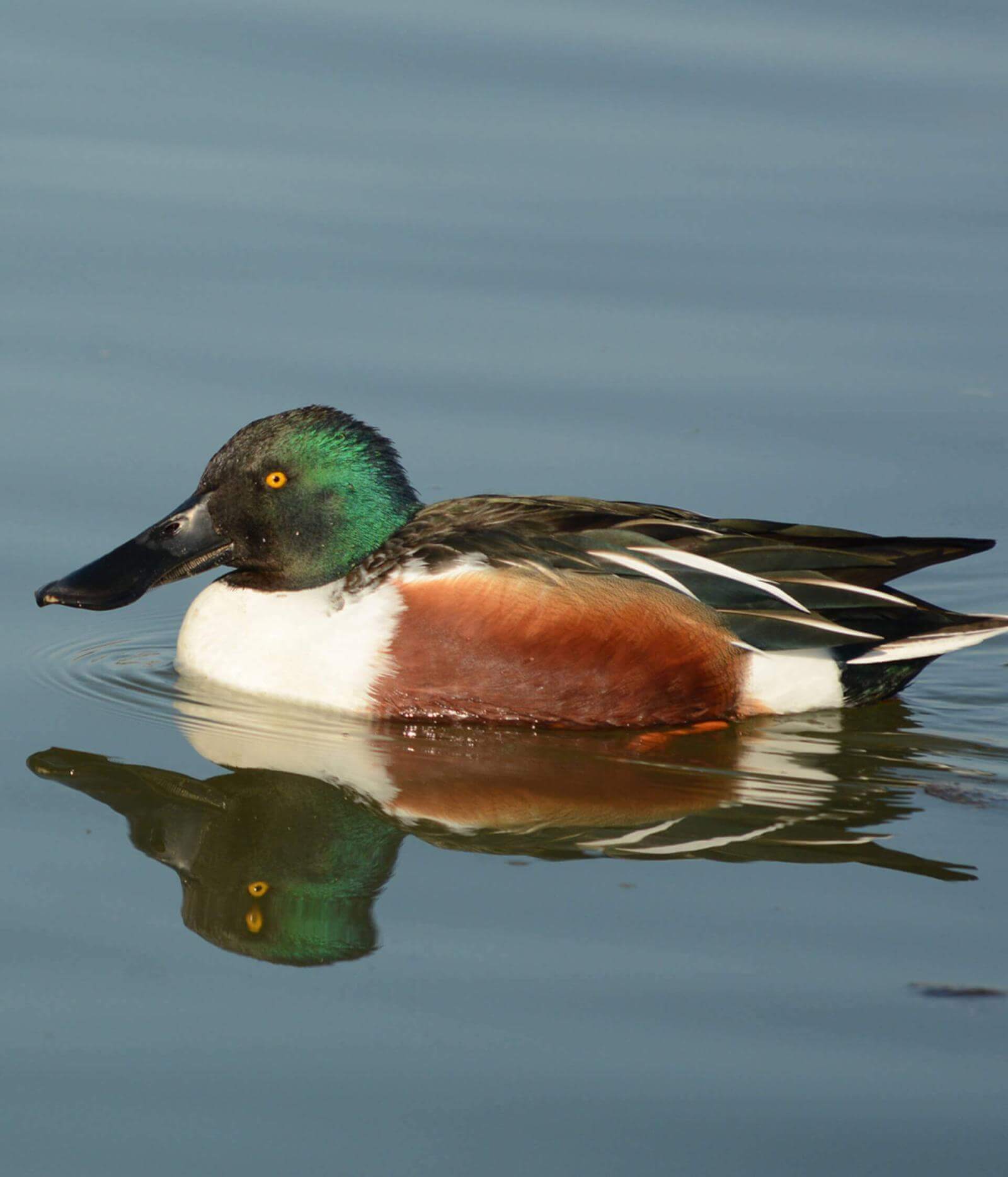 Ente mit grünem, weißem und braunem Gefieder und gelben Augen schwimmt mit sichtbarem Spiegelbild im Wasser.