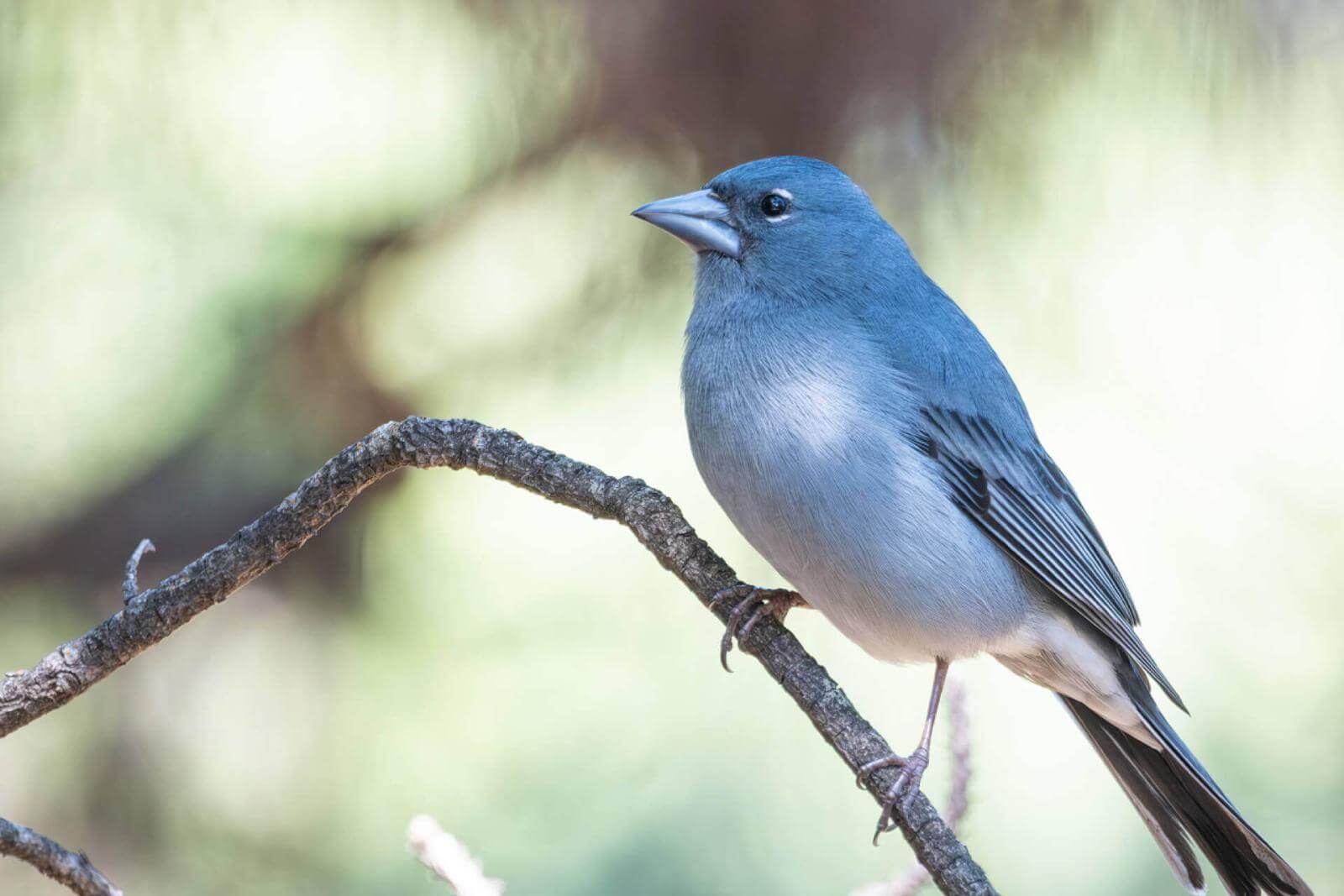 Kleiner Vogel mit blaugrauem Gefieder, rundem Kopf und kurzem kräftigem Schnabel sitzt auf einem Ast.