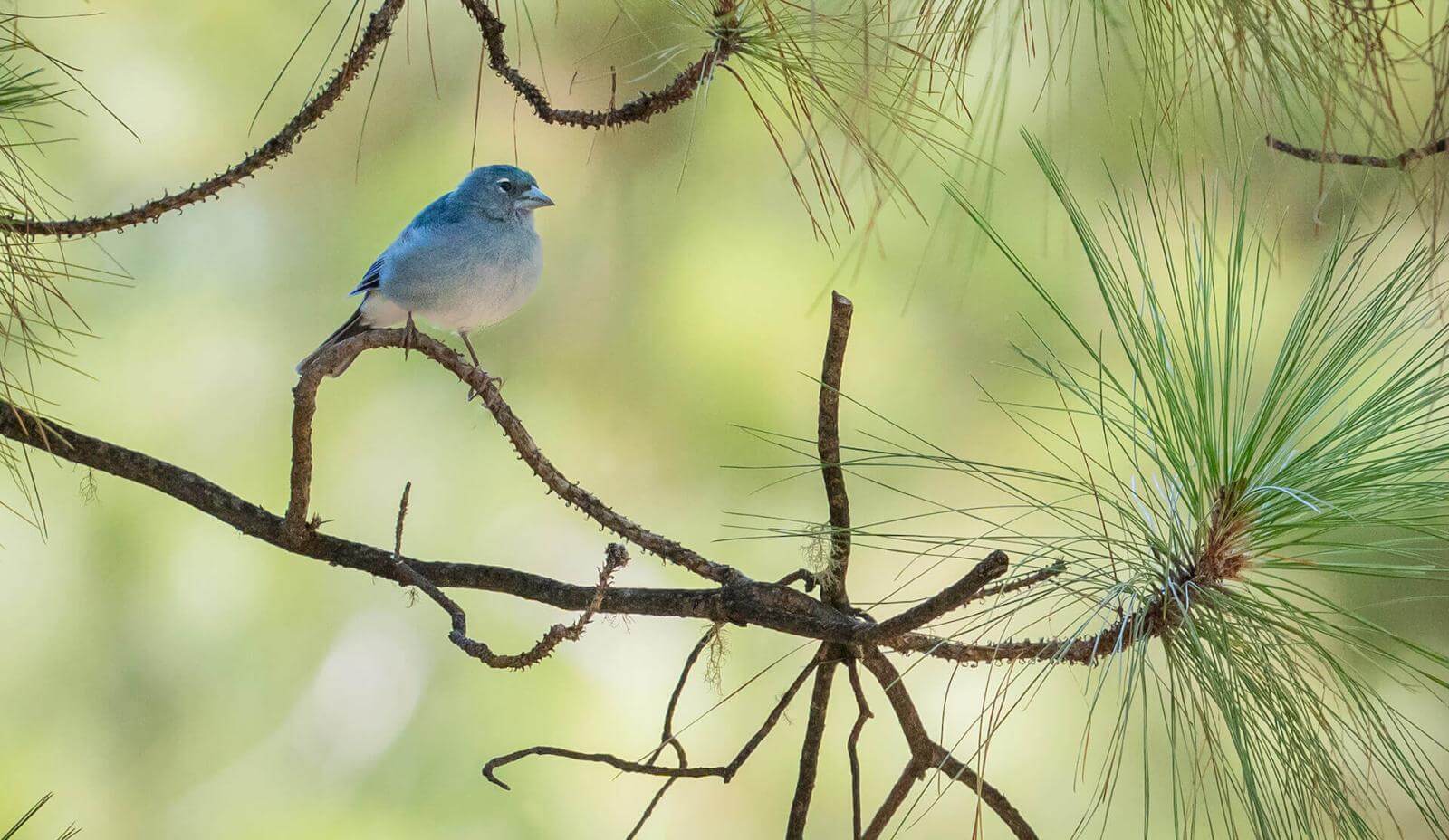 Kleiner blauer Vogel mit grauer Brust und feinem Schnabel sitzt auf einem Pinienzweig mit weichen Nadeln.
