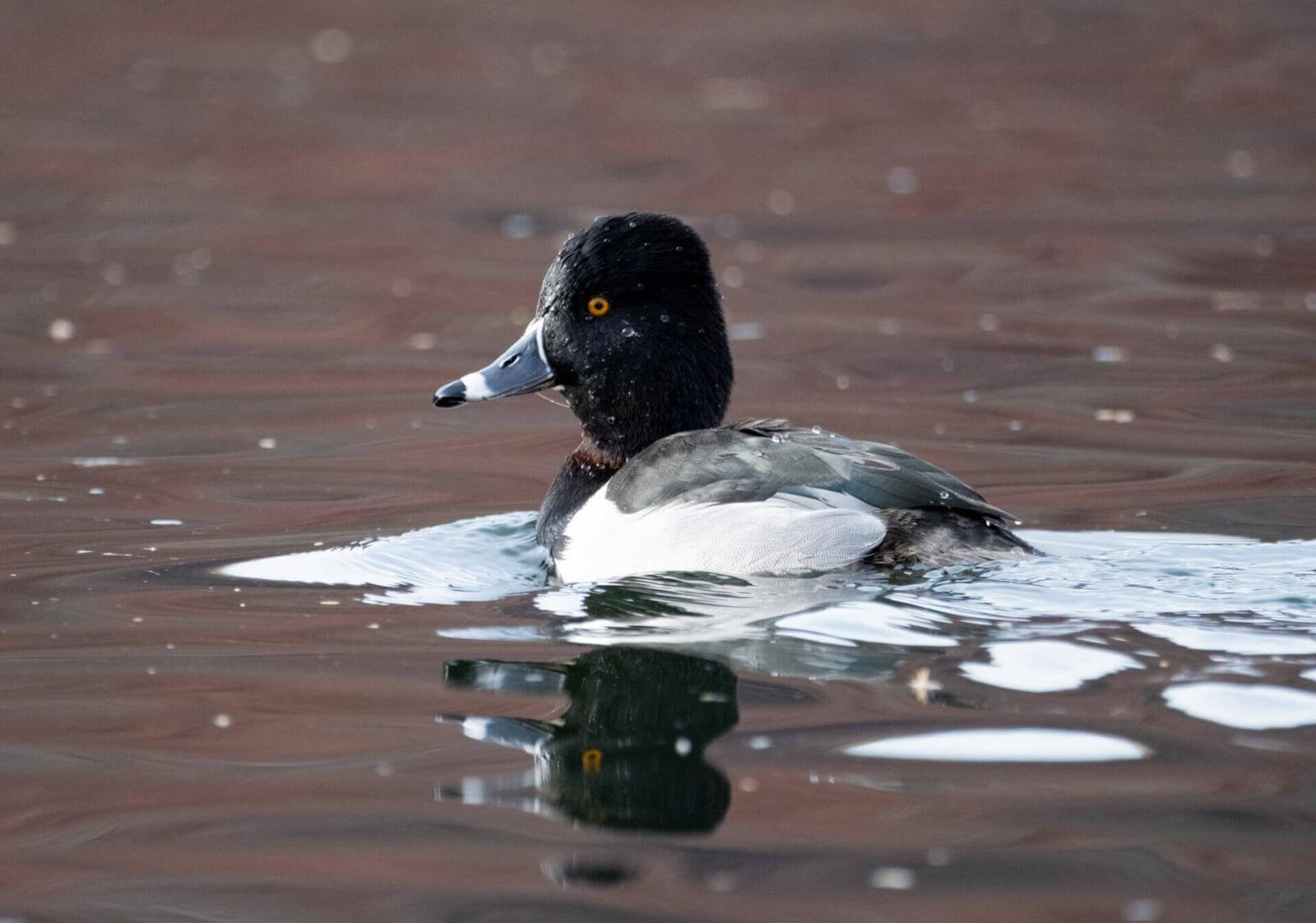 Ente mit schwarz-weißem Gefieder, rundem Kopf, gelben Augen und intensiv blauem Schnabel schwimmt im Wasser.