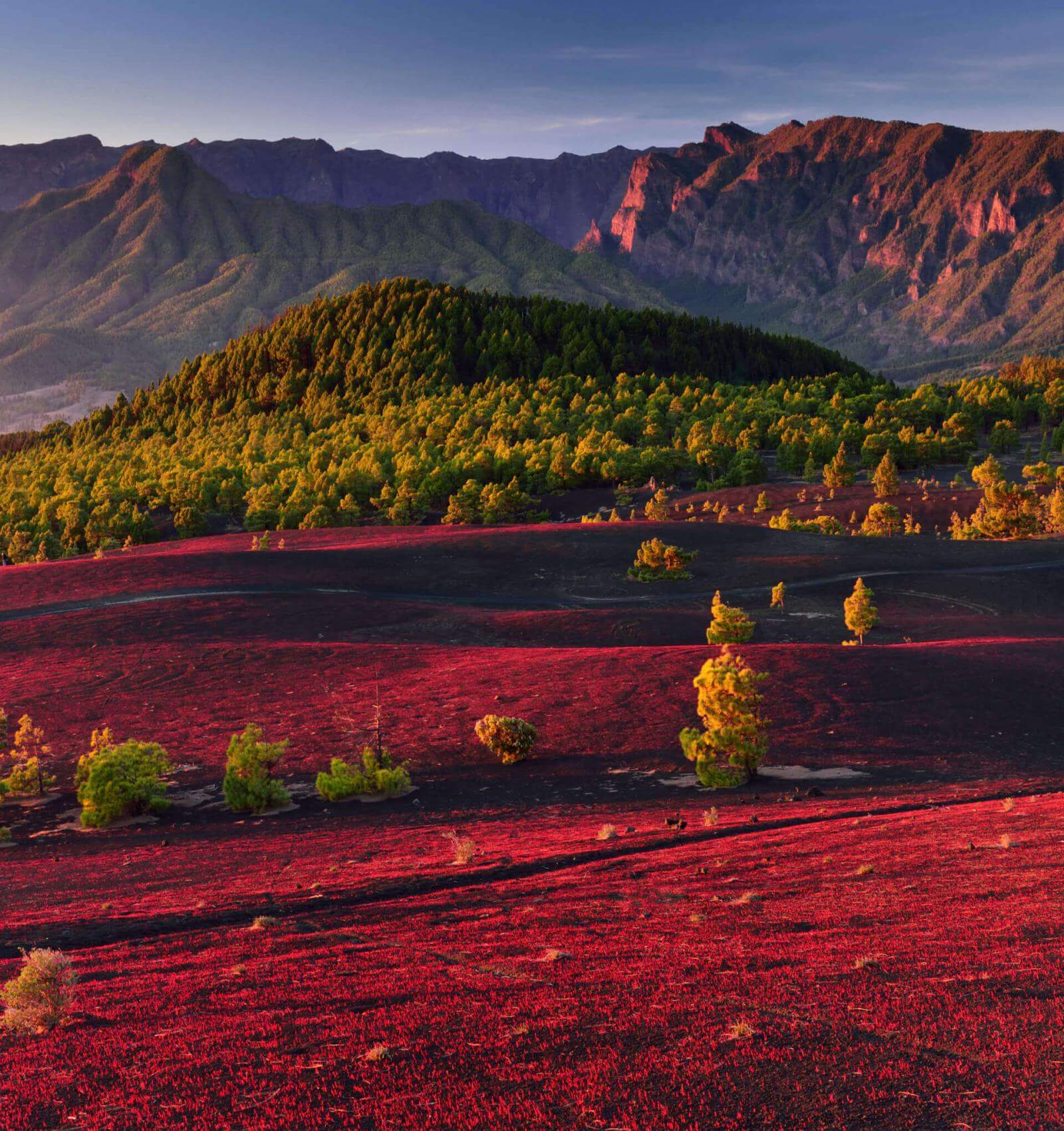Llanos del Jable auf La Palma, eine rötliche Vulkanebene, kanarischer Kiefernwald und Berge im Hintergrund.