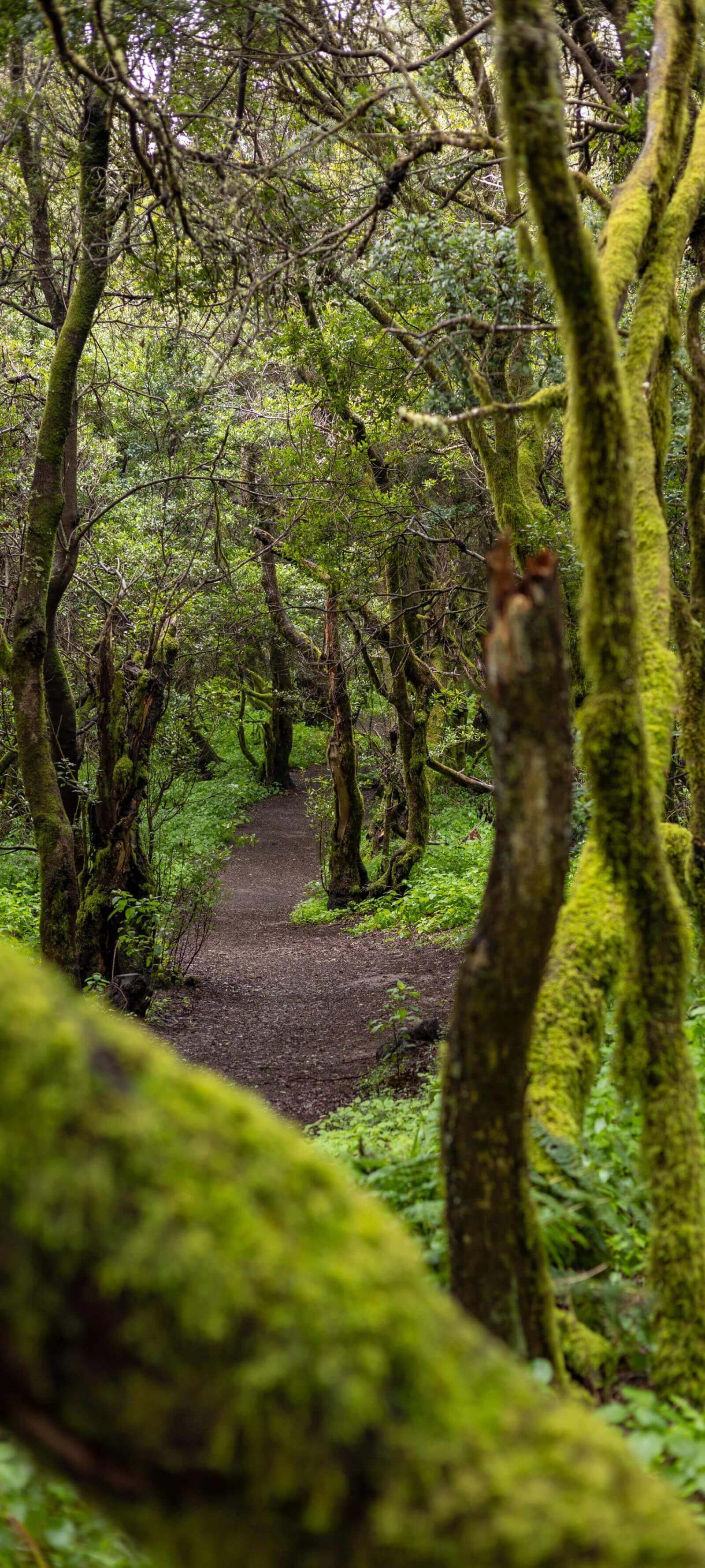Der Wanderweg La Llanía auf El Hierro führt durch einen üppigen Lorbeerwald mit moosbewachsenen Baumstämmen.