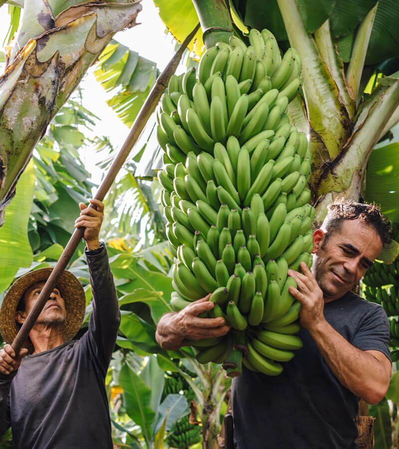 Bananenstauden. La Palma