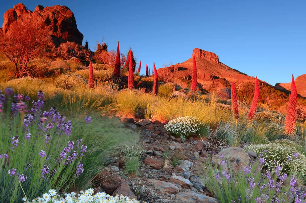 Blühende Exemplare des Tajinaste rojo (endemischer Strauch am Teide) an den Hängen des Teide im Sonnenlicht.