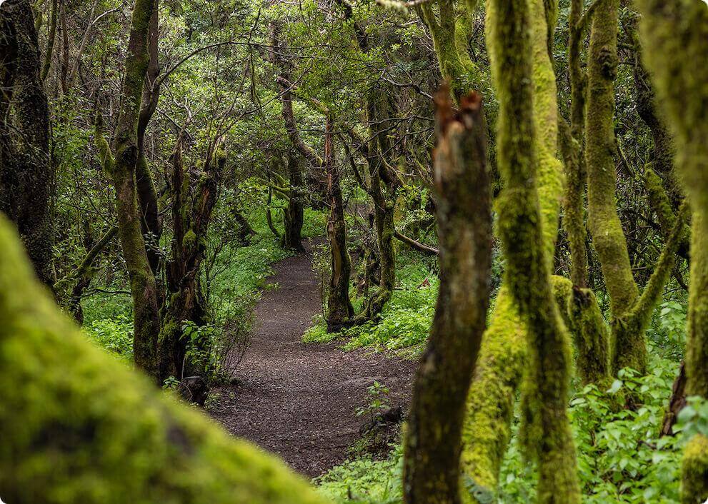 Der Wanderweg La Llanía auf El Hierro führt durch einen üppigen Lorbeerwald mit moosbewachsenen Baumstämmen.