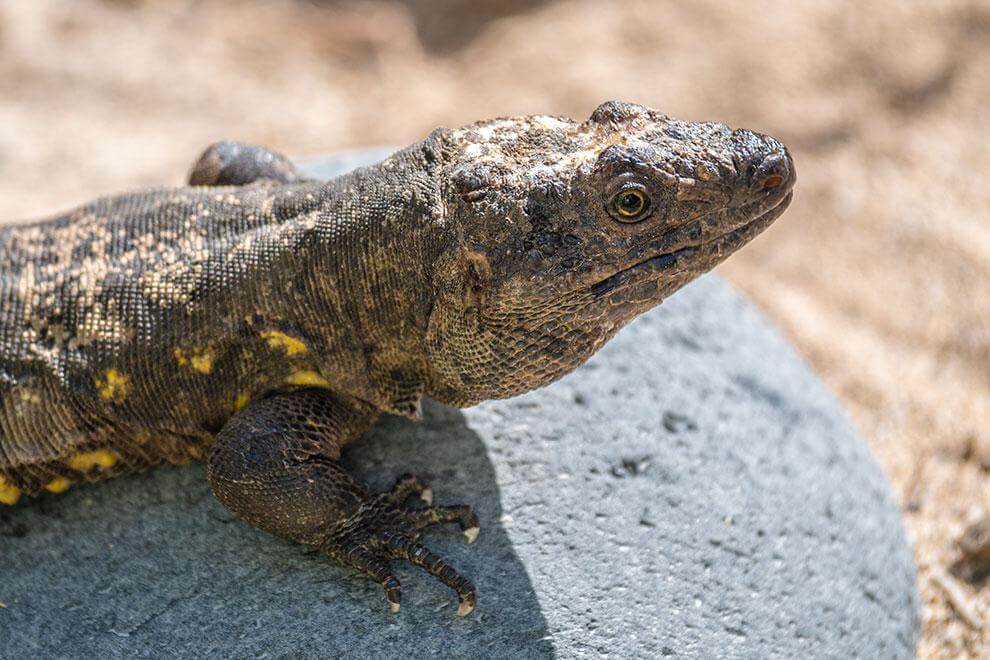 El Hierro. Lagarto Gigante