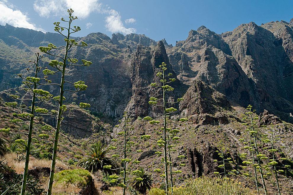  Tenerife. Masca