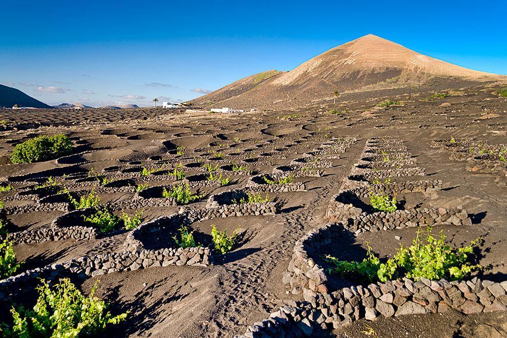 Lanzarote. La Geria