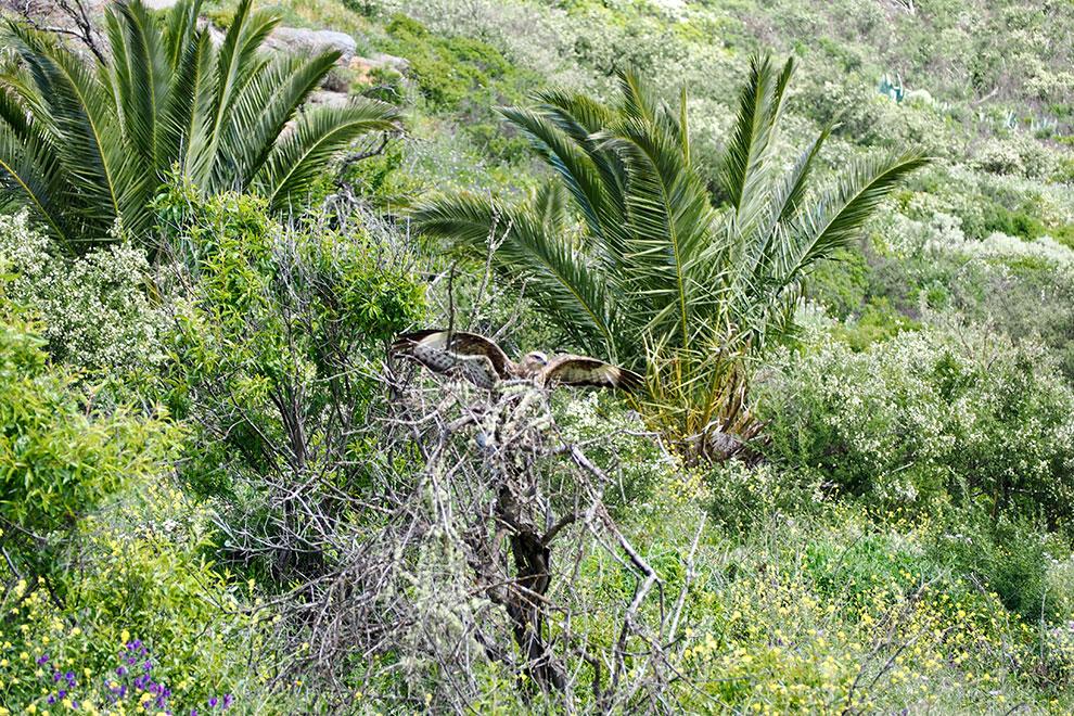 Águila en Las Hayas