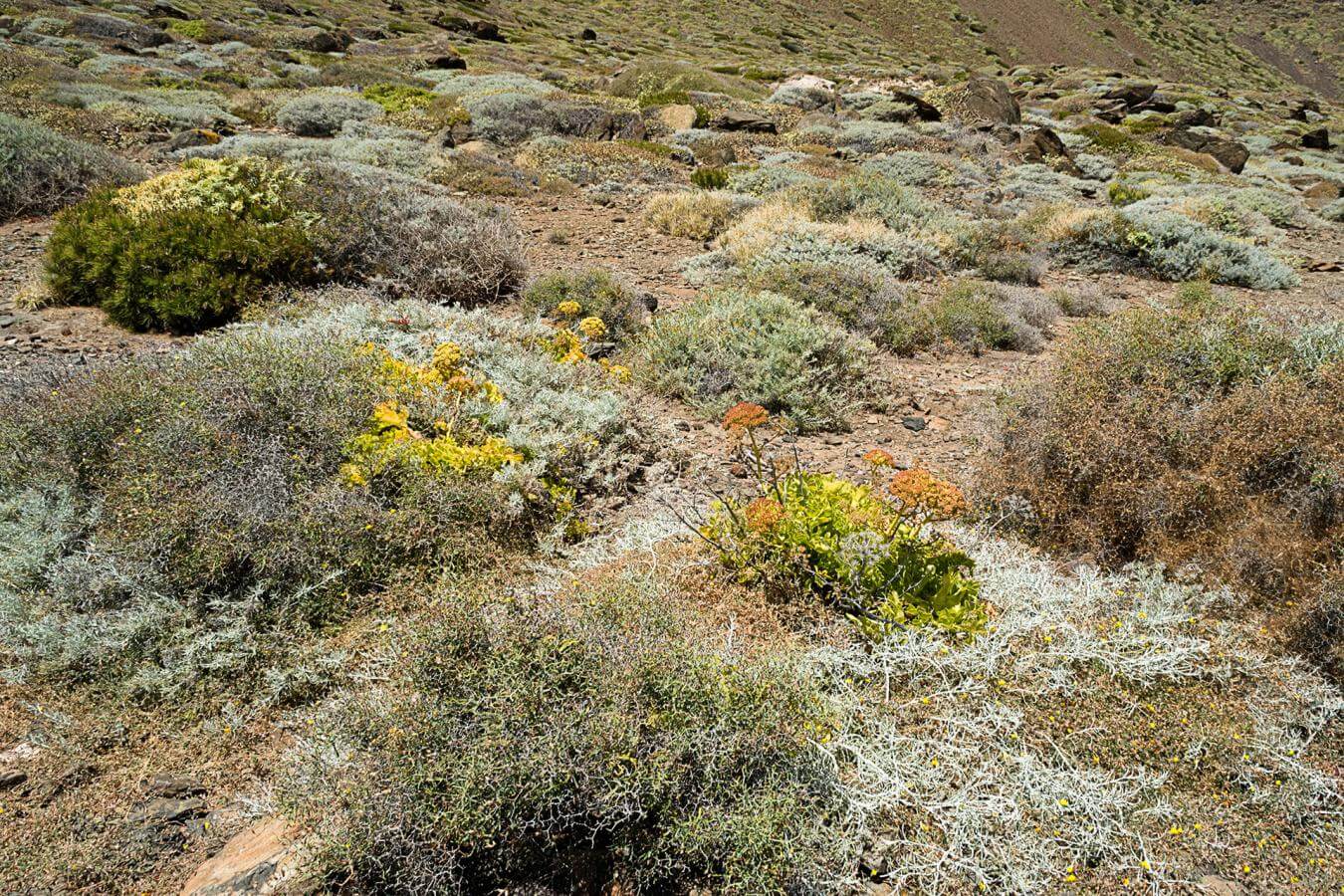 Puntallana, La Gomera