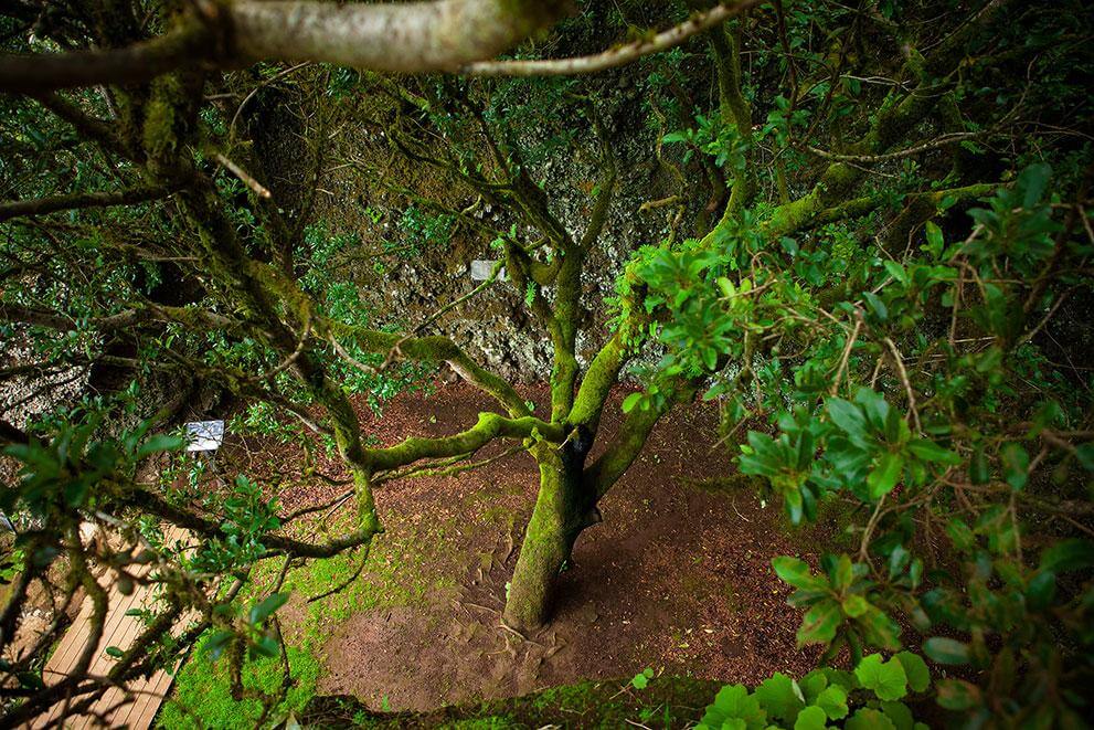 El Garoé, El Hierro.