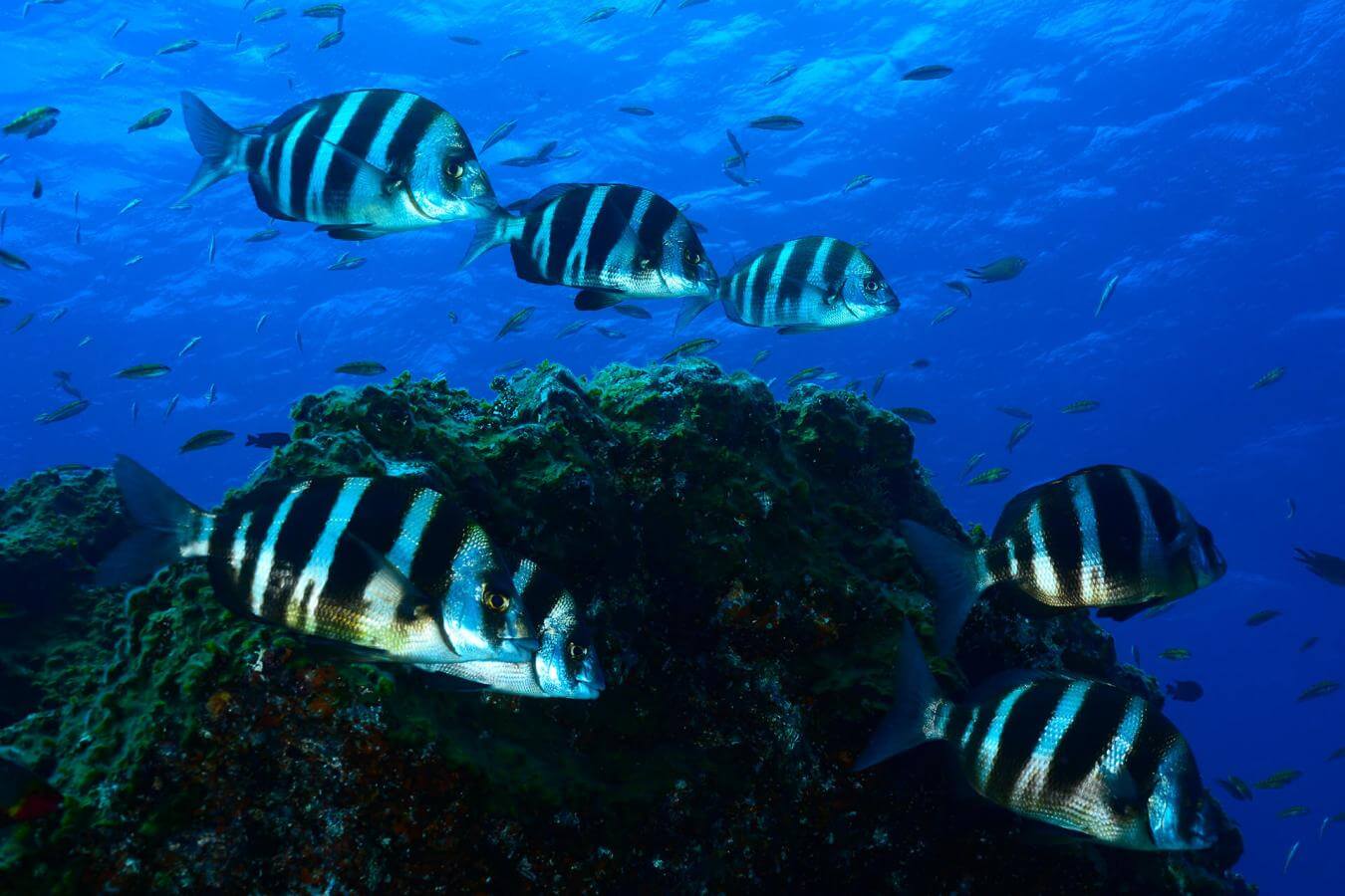 Bucear en Baja Bocarones de El Hierro