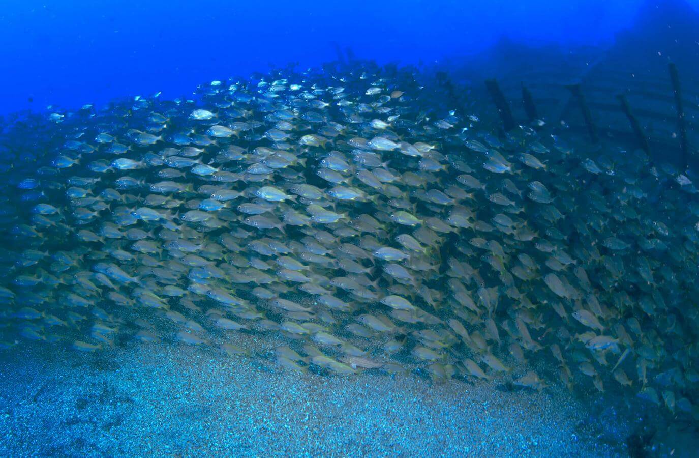 Bucear en el pecio ‘Arona’, en Gran Canaria