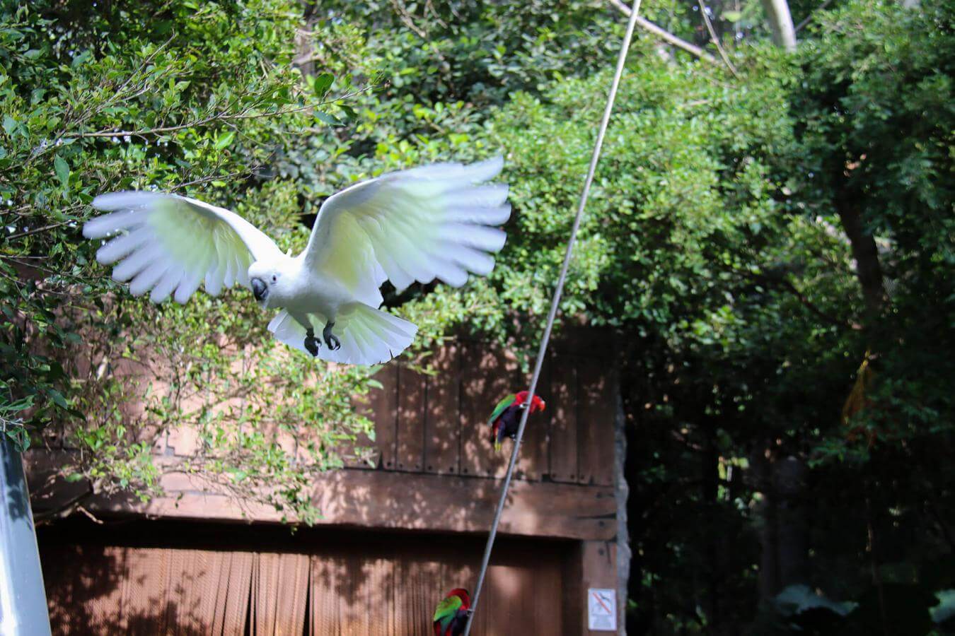 Loro Parque - galeria2