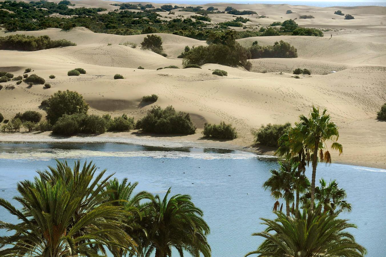 Reserva Natural Especial de las Dunas de Maspalomas, en Gran Canaria