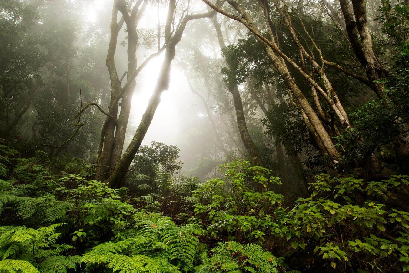 Hermigua, Agulo y Centro de visitantes Juego de Bolas - galeria5