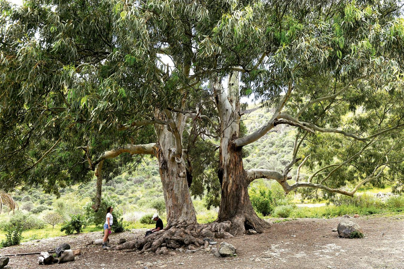 Monumento Natural de Bandama, en Gran Canaria