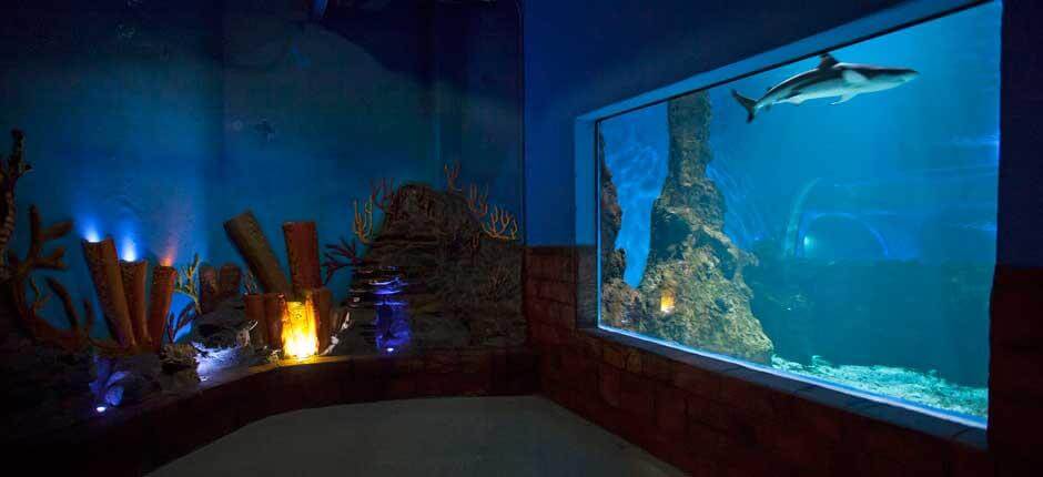 Aquarium Aquarien auf Lanzarote