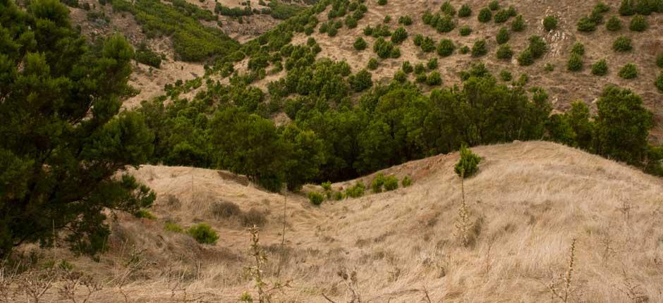 Garoé auf El Hierro