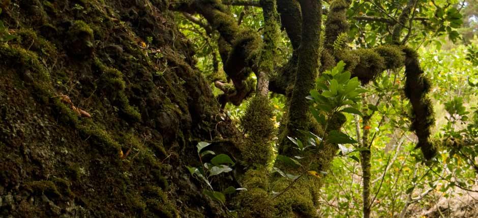 Garoé auf El Hierro