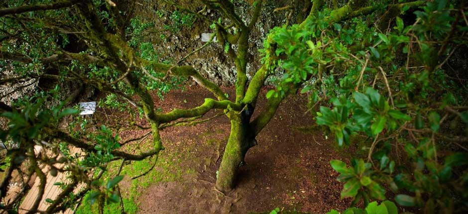 Garoé auf El Hierro
