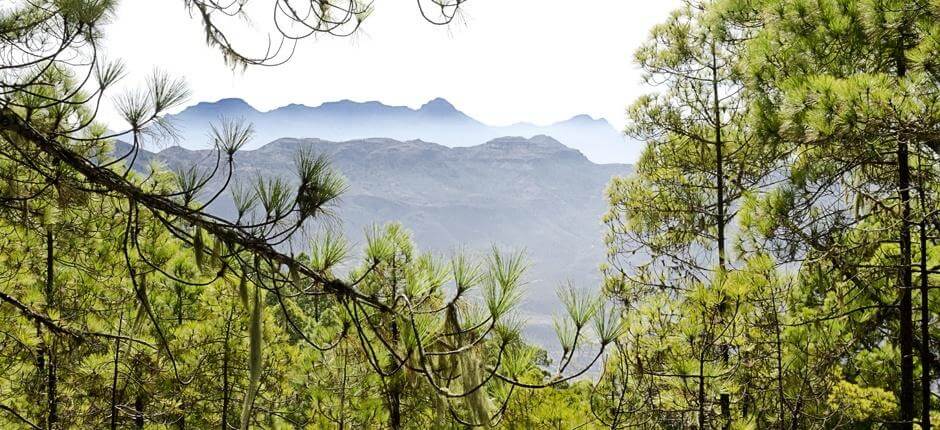 Tamadaba - Bajada de Faneque + Wanderwege auf Gran Canaria