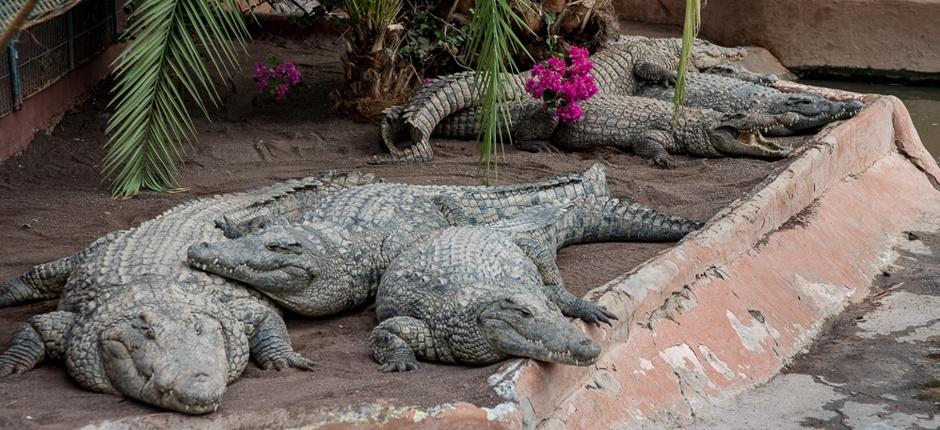 Cocodrilo Park Zoos auf Gran Canaria