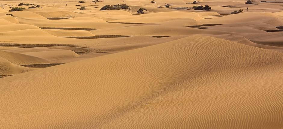 Besonderes Naturschutzgebiet Dunas de Maspalomas auf Gran Canaria