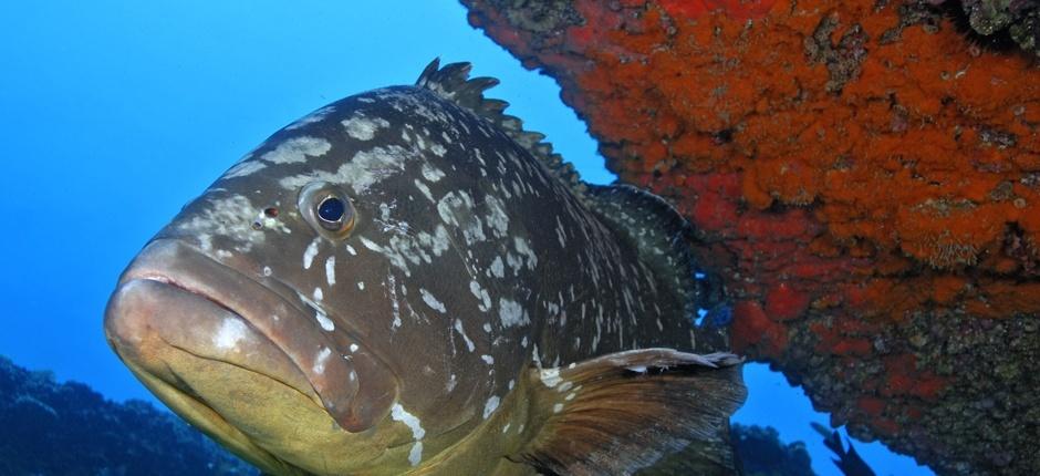 Veril Grande Unterwassersport auf Fuerteventura