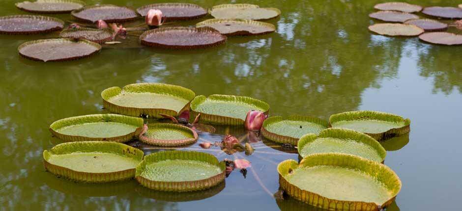 Jardín de Aclimatación de La Orotava Museen und Orte von touristischem Interesse auf Teneriffa