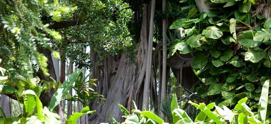 Jardín de Aclimatación de La Orotava Museen und Orte von touristischem Interesse auf Teneriffa