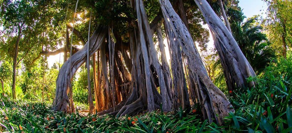 Jardín de Aclimatación de La Orotava Museen und Orte von touristischem Interesse auf Teneriffa