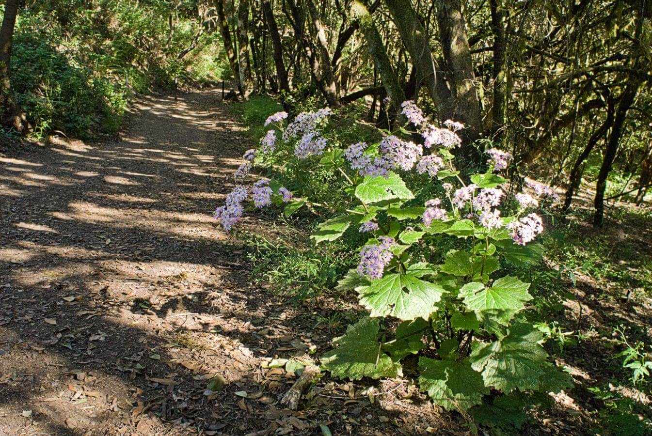 Jardín de Las Creces