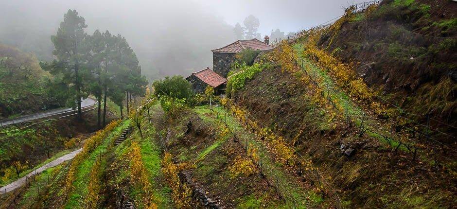Las Tricias Dörfer auf La Palma