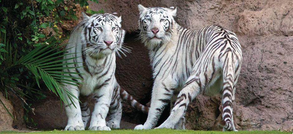 Loro Parque Zoos auf Teneriffa