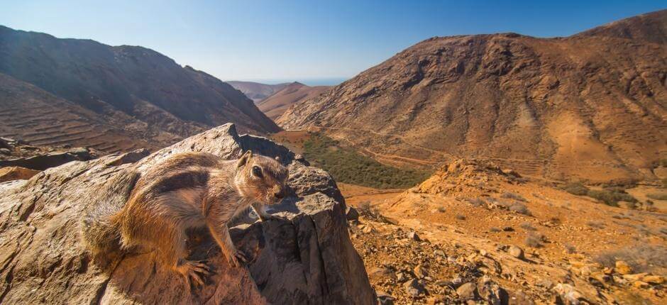 Aussichtspunkt Mirador de Las Peñitas auf Fuerteventura