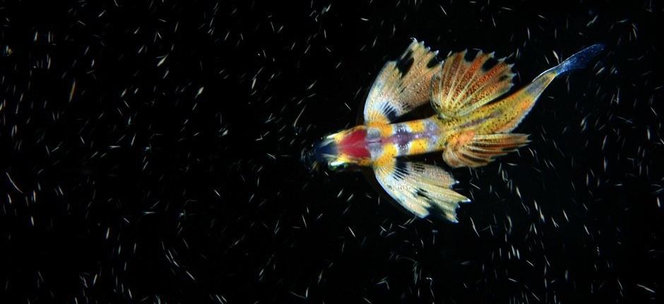 Tauchen im Hafen von La Restinga auf El Hierro