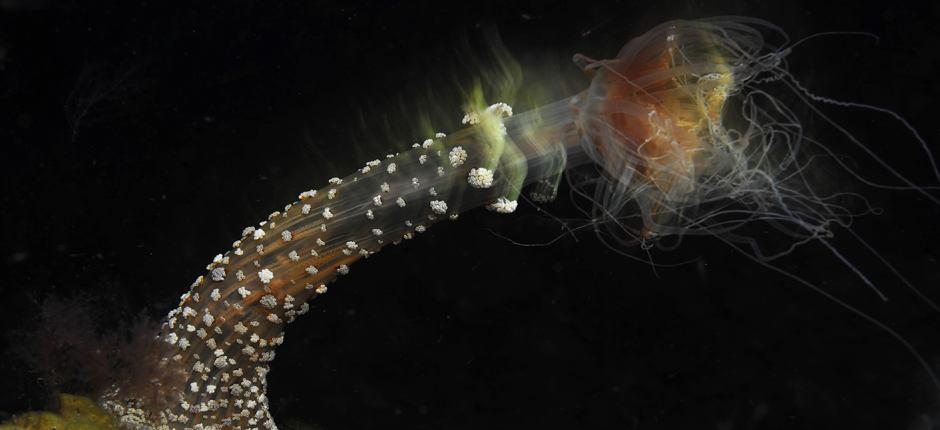 Tauchen im Hafen von La Restinga auf El Hierro