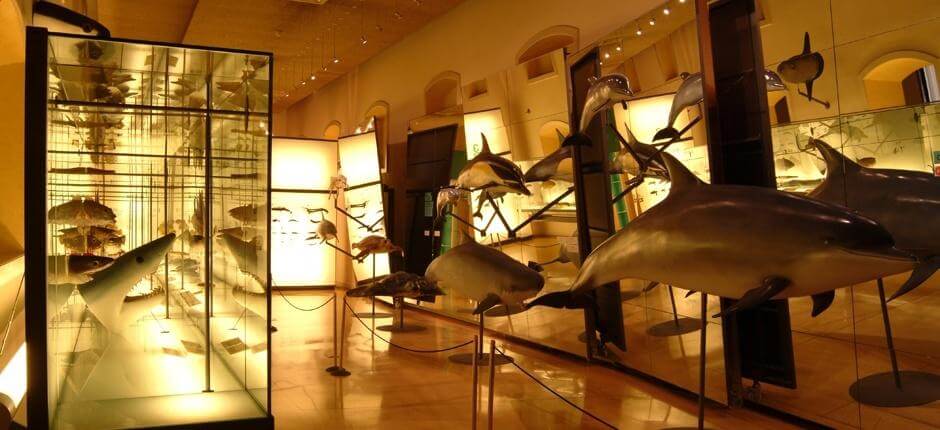 MUNA - Museum für Natur und Archäologie