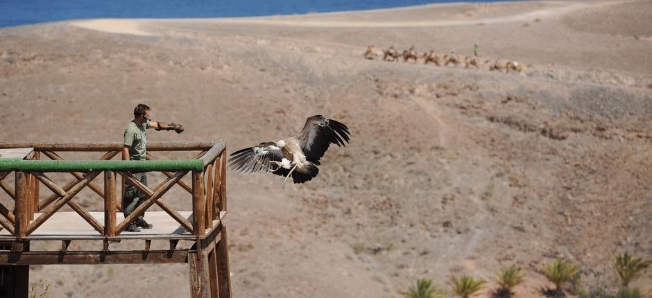 Oasis Park Fuerteventura Zoos auf Fuerteventura