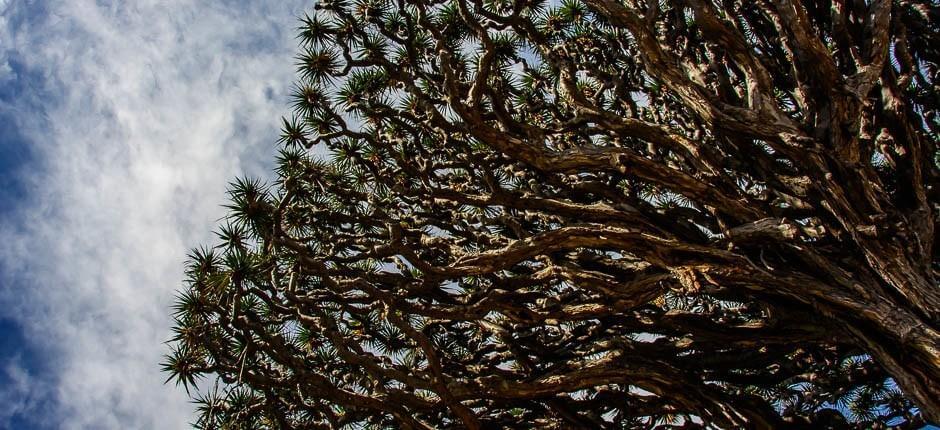 Parque del Drago Milenario Museen und Orte von touristischem Interesse auf Teneriffa