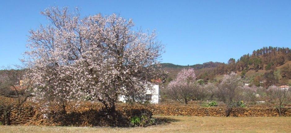 El Pinar  Orte mit Charme auf El Hierro