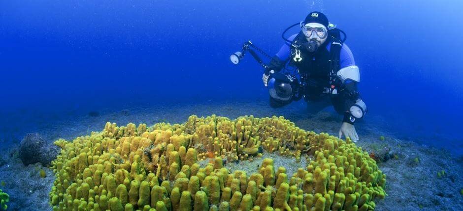 Tauchen in Risco Verde auf Gran Canaria