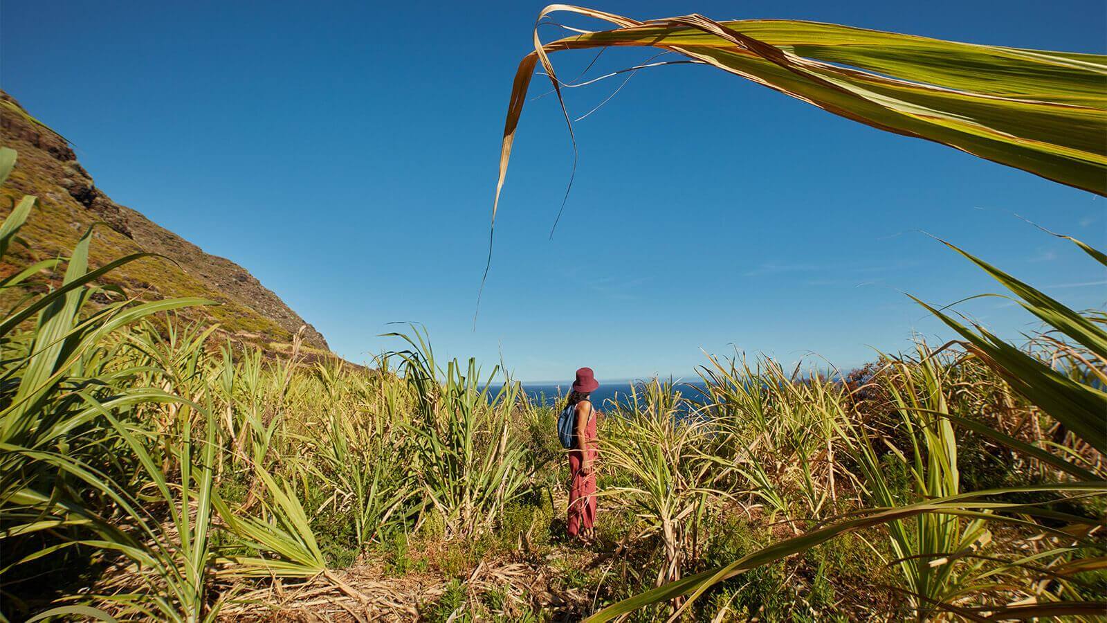 Zuckerrohranbau, La Palma.