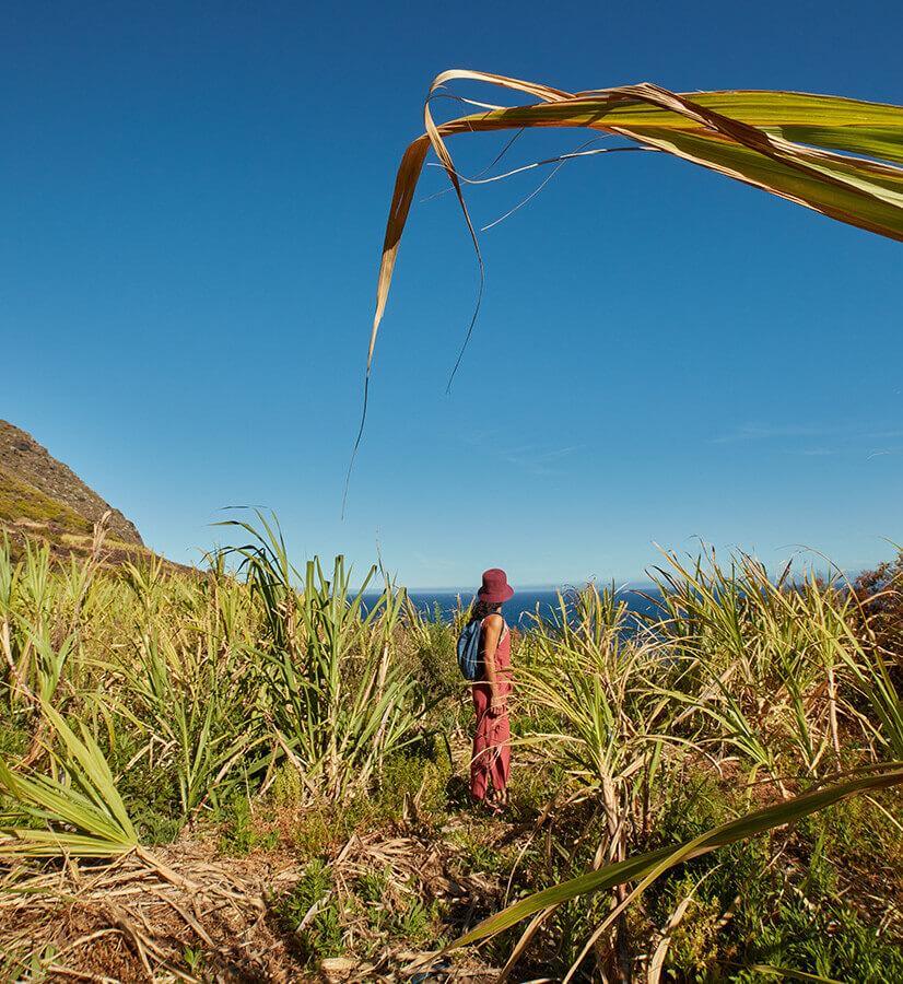 Zuckerrohranbau, La Palma.