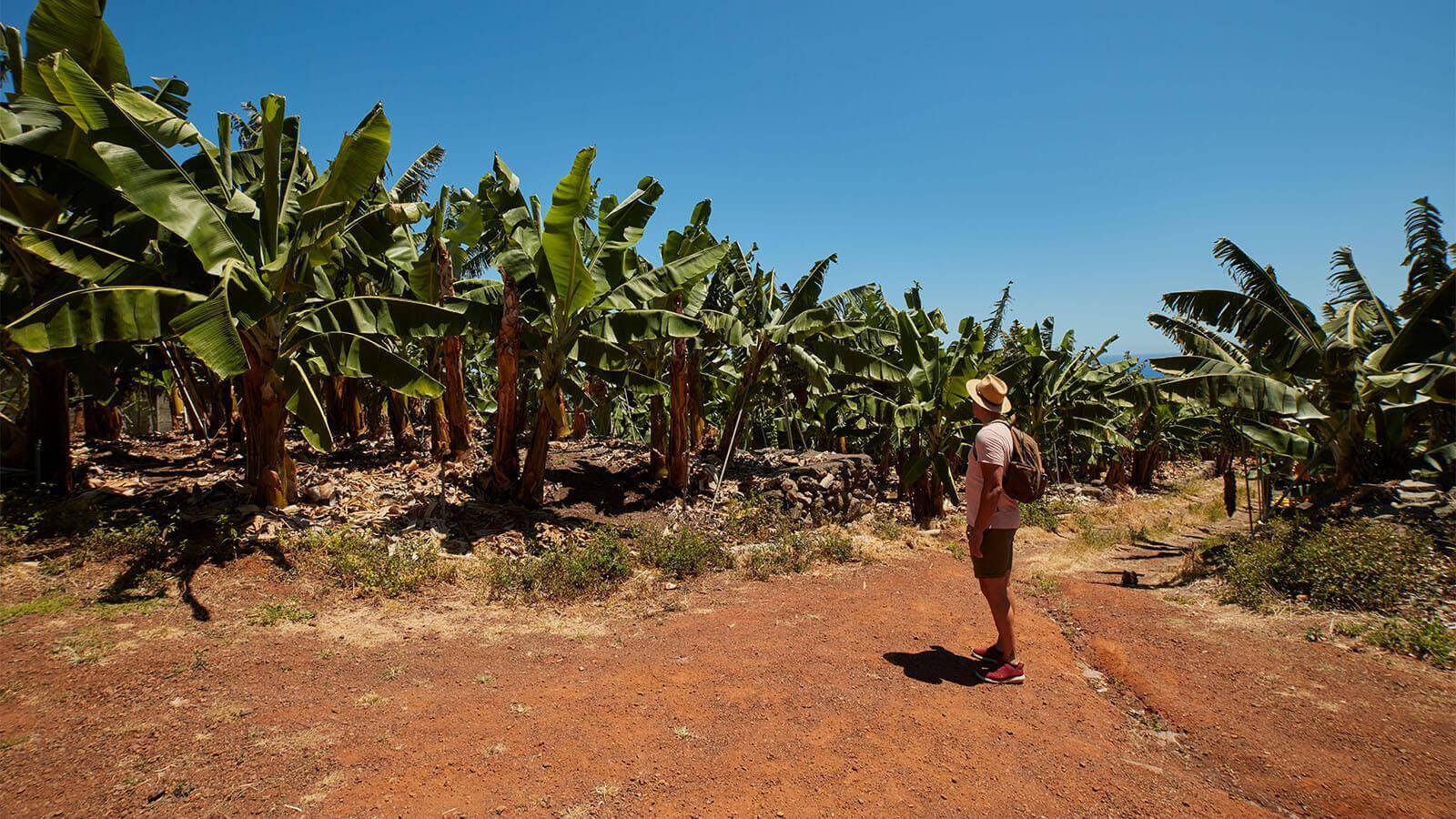 Bananenplantagen, La Palma.