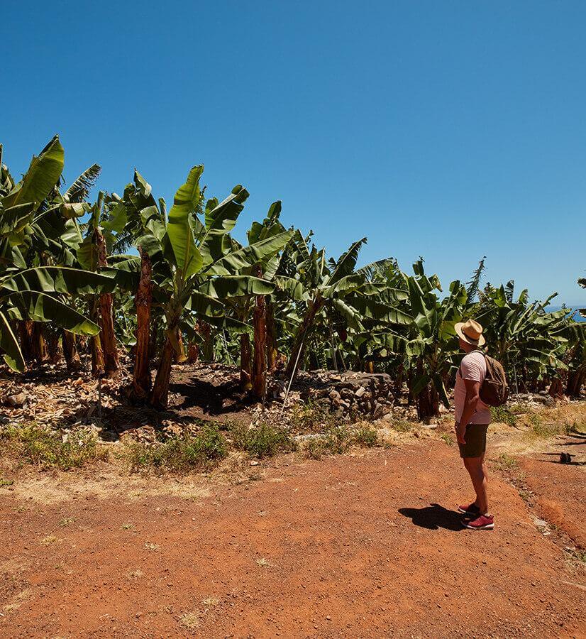 Bananenplantagen, La Palma.